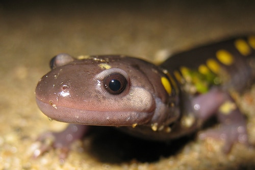 Portrait of a spotted salamander. (photo © Larry Clarfeld)