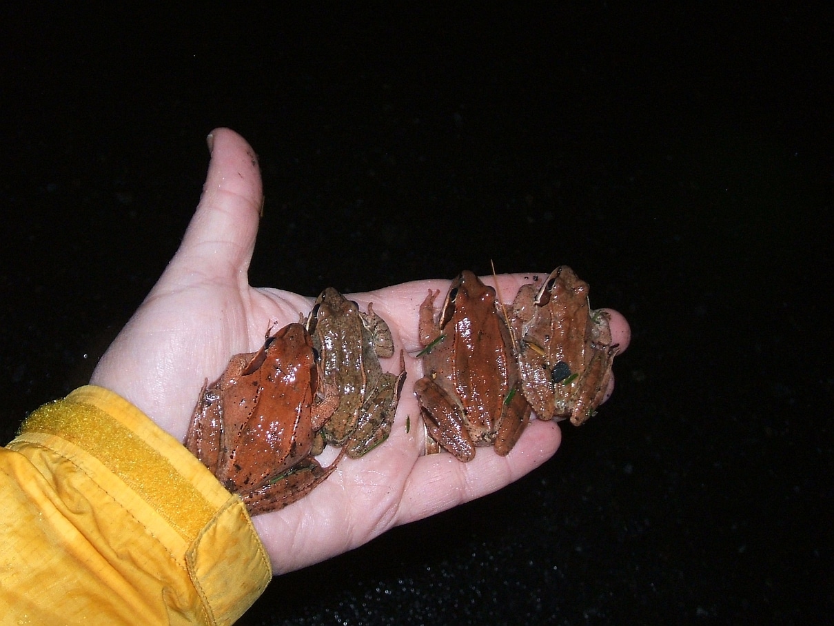 Four wood frogs lined up on a single human hand. (photo © Lou Kaletsky)