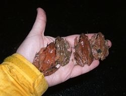 A hand full of wood frogs. (photo © Lou Kaletsky)