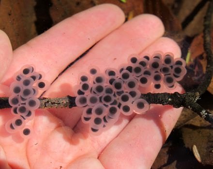 Spotted salamander eggs, deposited along a twig in a vernal pool. (photo © Brett Amy Thelen)