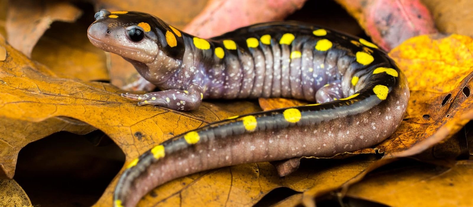 A gorgeous spotted salamander, with goldrenrod spots, rests on the leaf litter. (photo © John Clare)
