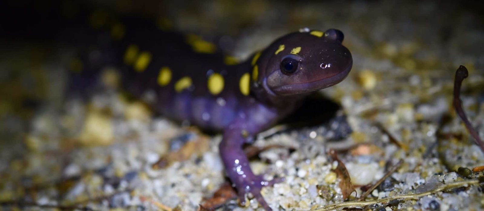 A spotted salamander migrates across a sandy road shoulder on Big Night. (photo © Tyler Hogan)