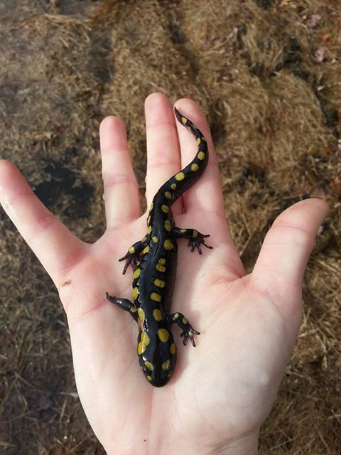 A hand holding a spotted salamander. (photo © Mary Kate Sheridan)