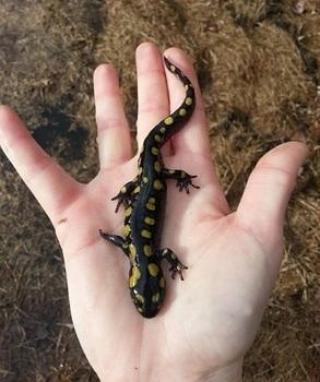 A spotted salamander, in the hands of a Crossing Brigade volunteer. (photo © Mary Kate Sheridan)