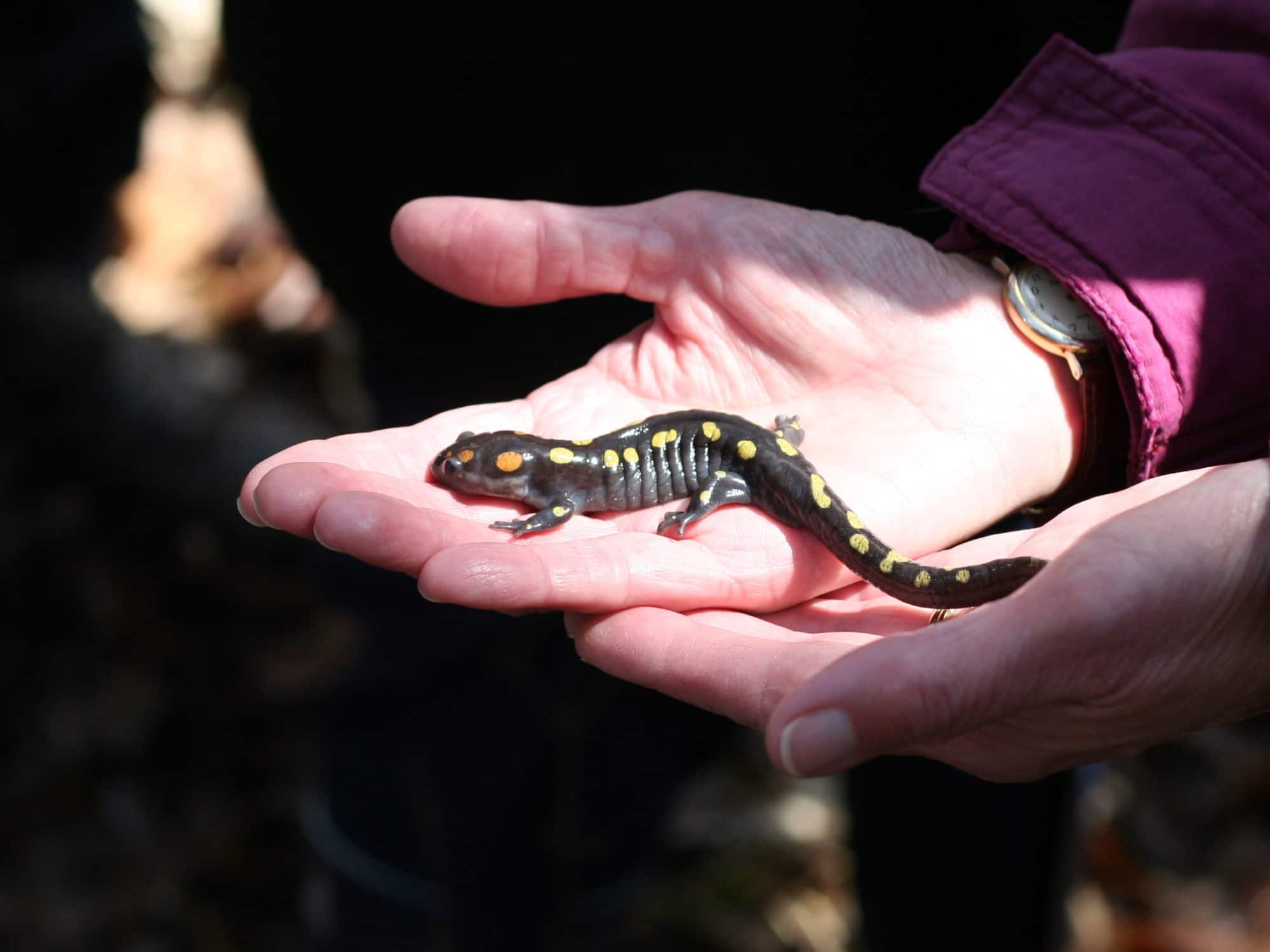 Hands holding a spotted salamander. (photo © Douglas Mills)