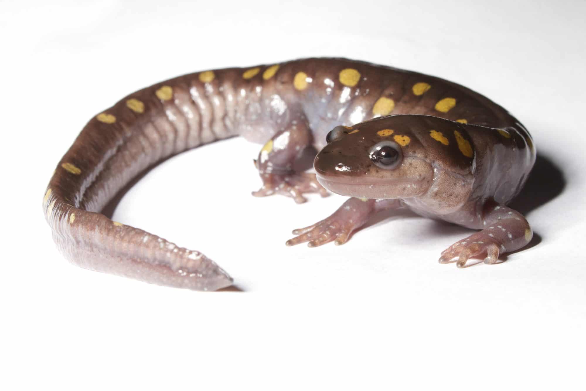 A spotted salamander on a white background. (photo © Brian Gratwicke)