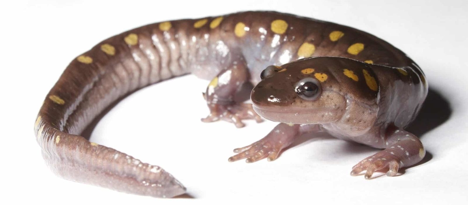 A spotted salamander peers into the depths of your soul. (photo © Brian Gratwicke)