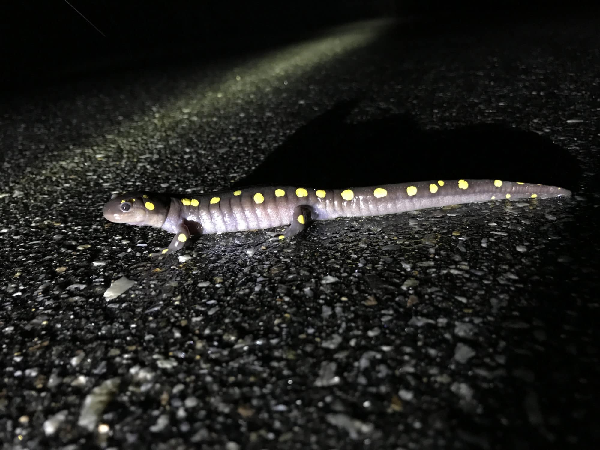 A spotted salamander crosses the road. (photo © Brett Amy Thelen)