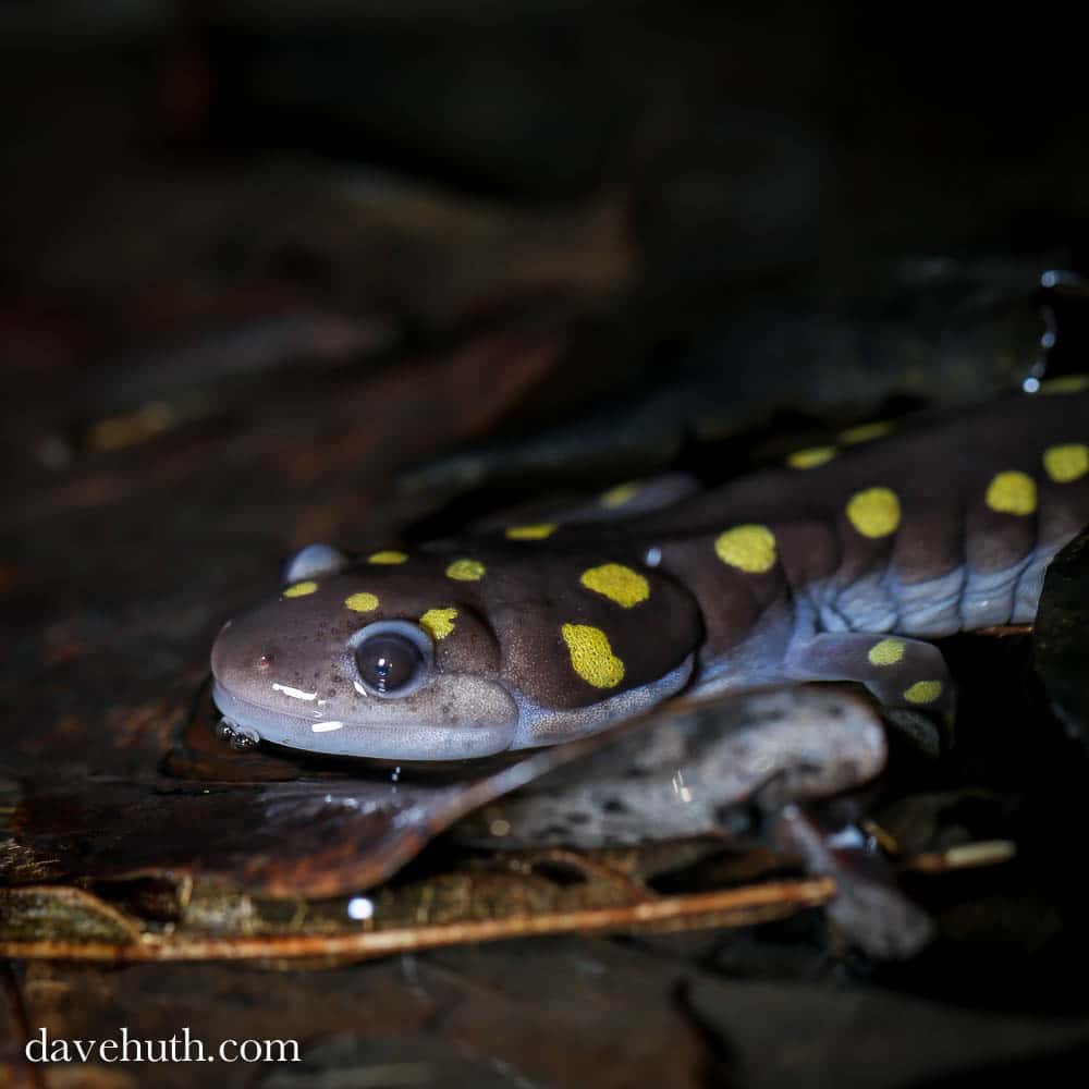 A spotted salamander smiles from a vernal pool. (photo © Dave Huth)