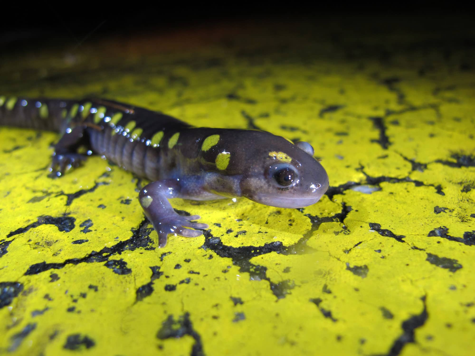 A spotted salamander crosses a speed hump on North Lincoln Street. (photo © Brett Amy Thelen)