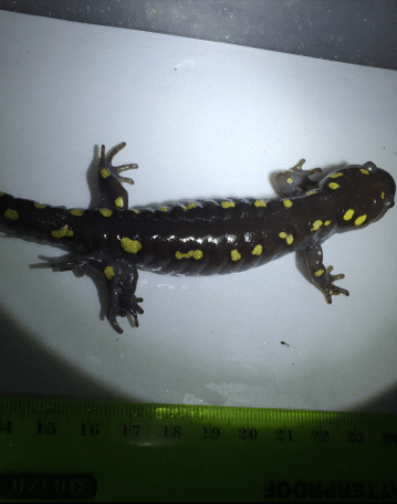 This spotted salamander had four hind feet! (photo © Liz Masure)