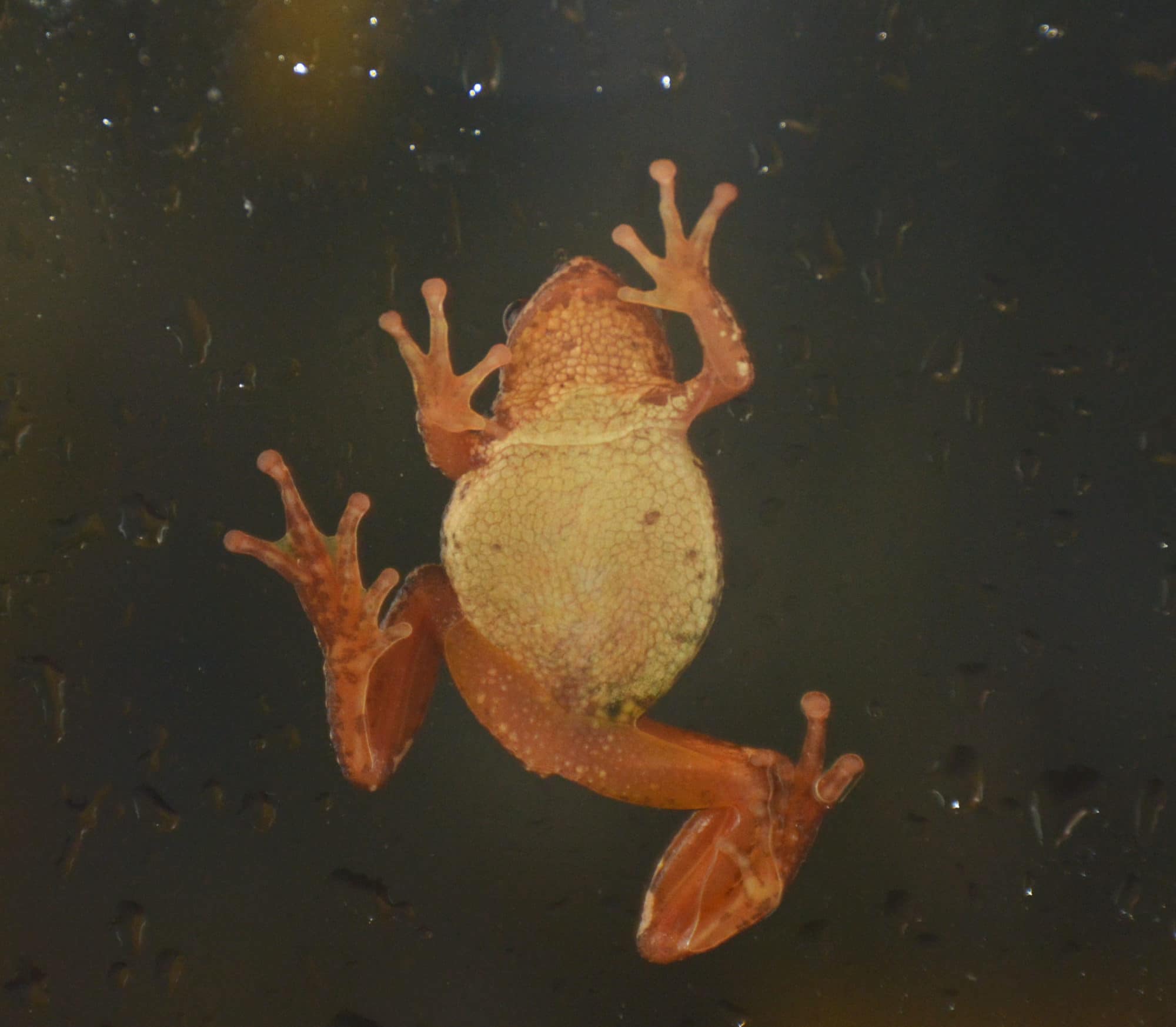 The underside of a spring peeper, as photographed through a glass window. (photo © Donna Roscoe)