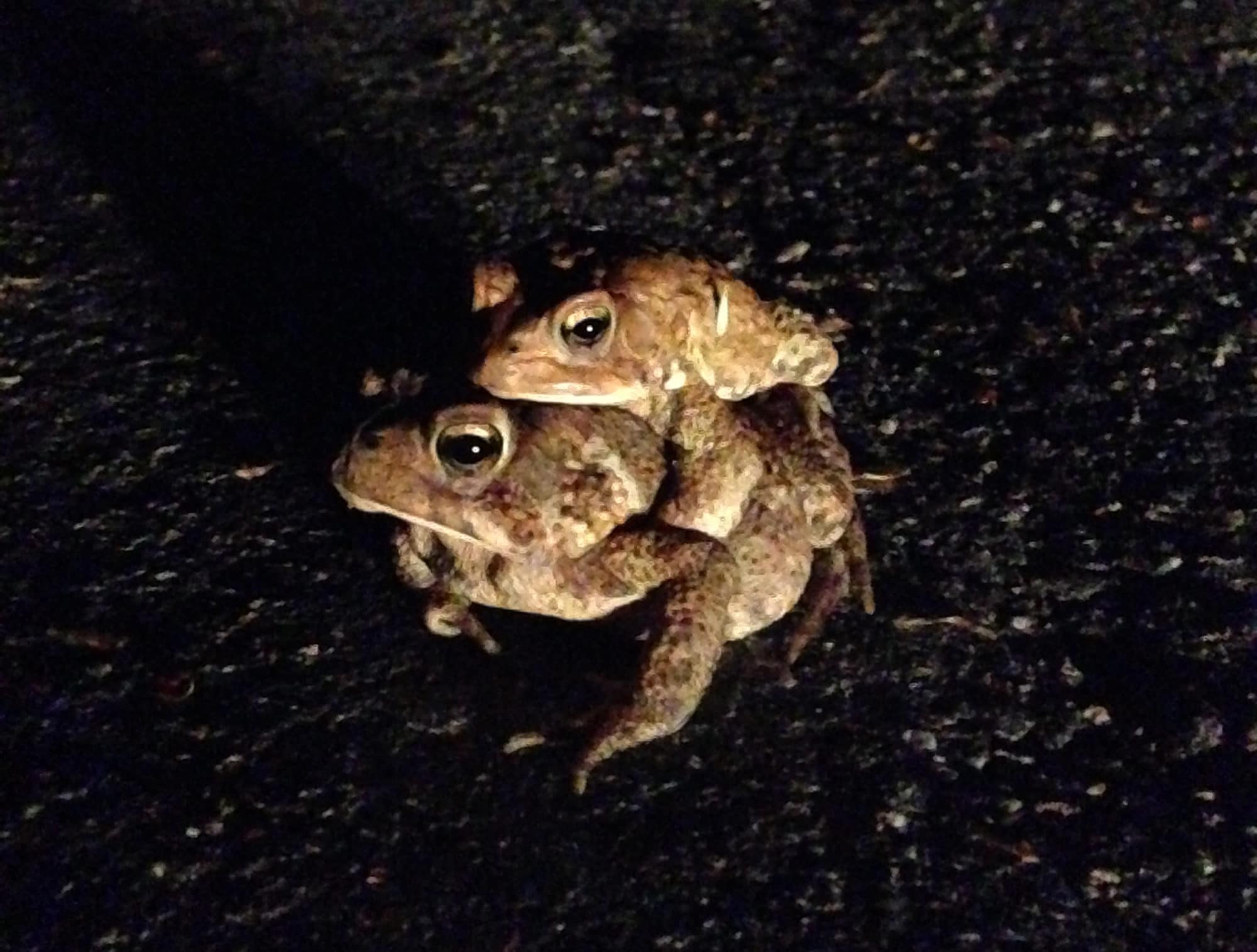 Toads in amplexus on Route 123 in Hancock. (photo © Jess Dude)
