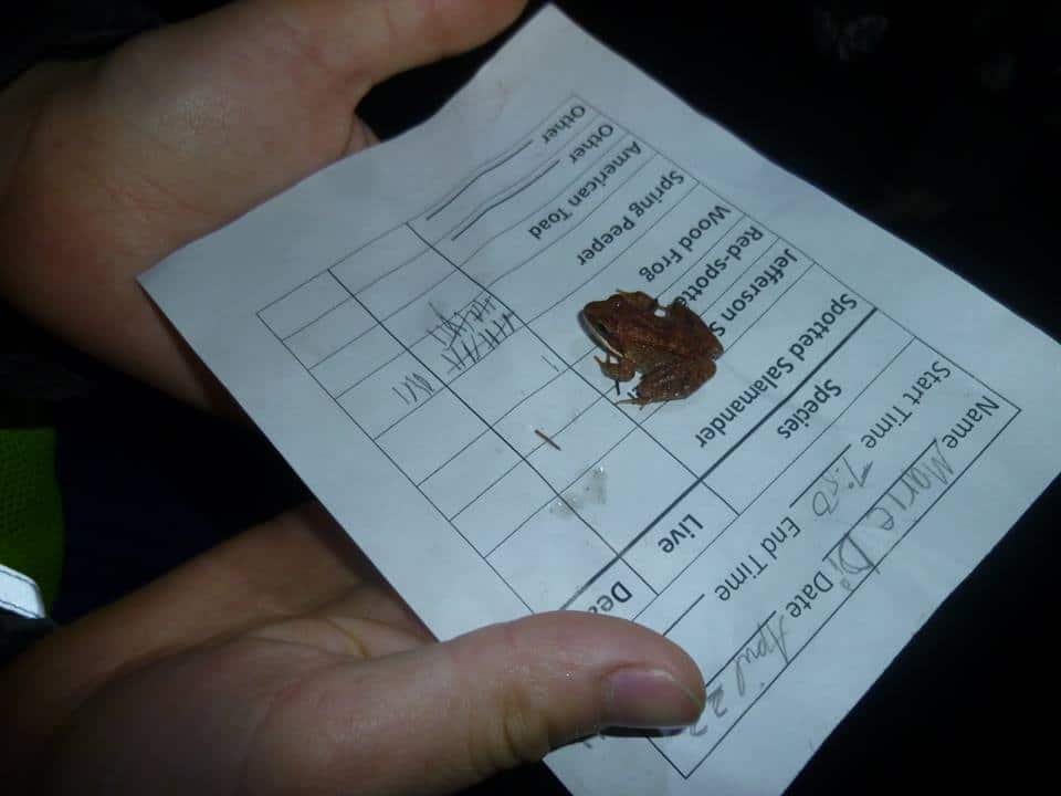 A wee wood frog catches a lift on a “Big Night” data form. (photo © Emily Nichols)