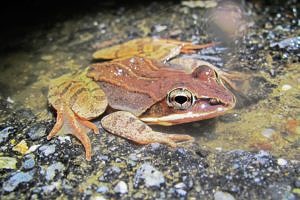 A wood frog contemplates climate change at North Lincoln Street. (photo © Brett Amy Thelen)