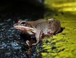 A wood frog pauses on the center line of North Lincoln Street. (photo © Brett Amy Thelen)