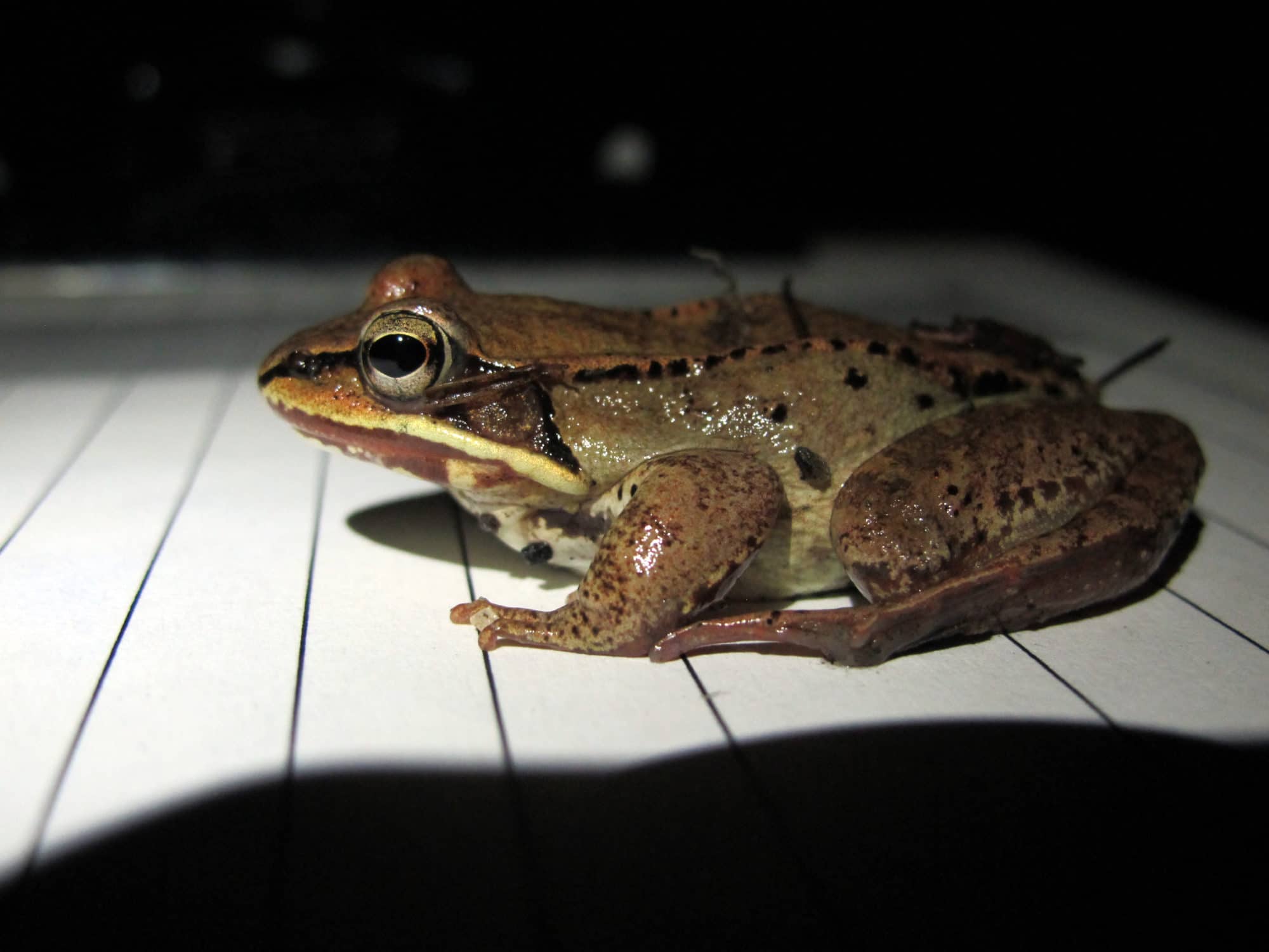 A wood frog pauses on a Big Night data form. (photo © Brett Amy Thelen)