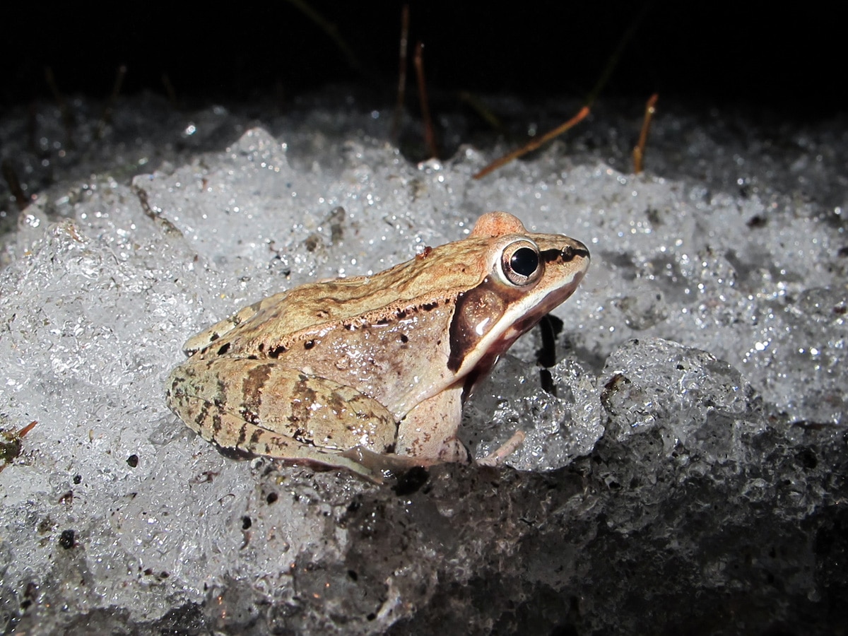 A wood frog sits on a pile of ice during an early spring migration. (photo © Brett Amy Thelen)