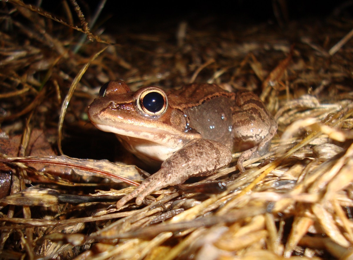 A wood frog pauses on Big Night. (photo © Kevin Pearson)