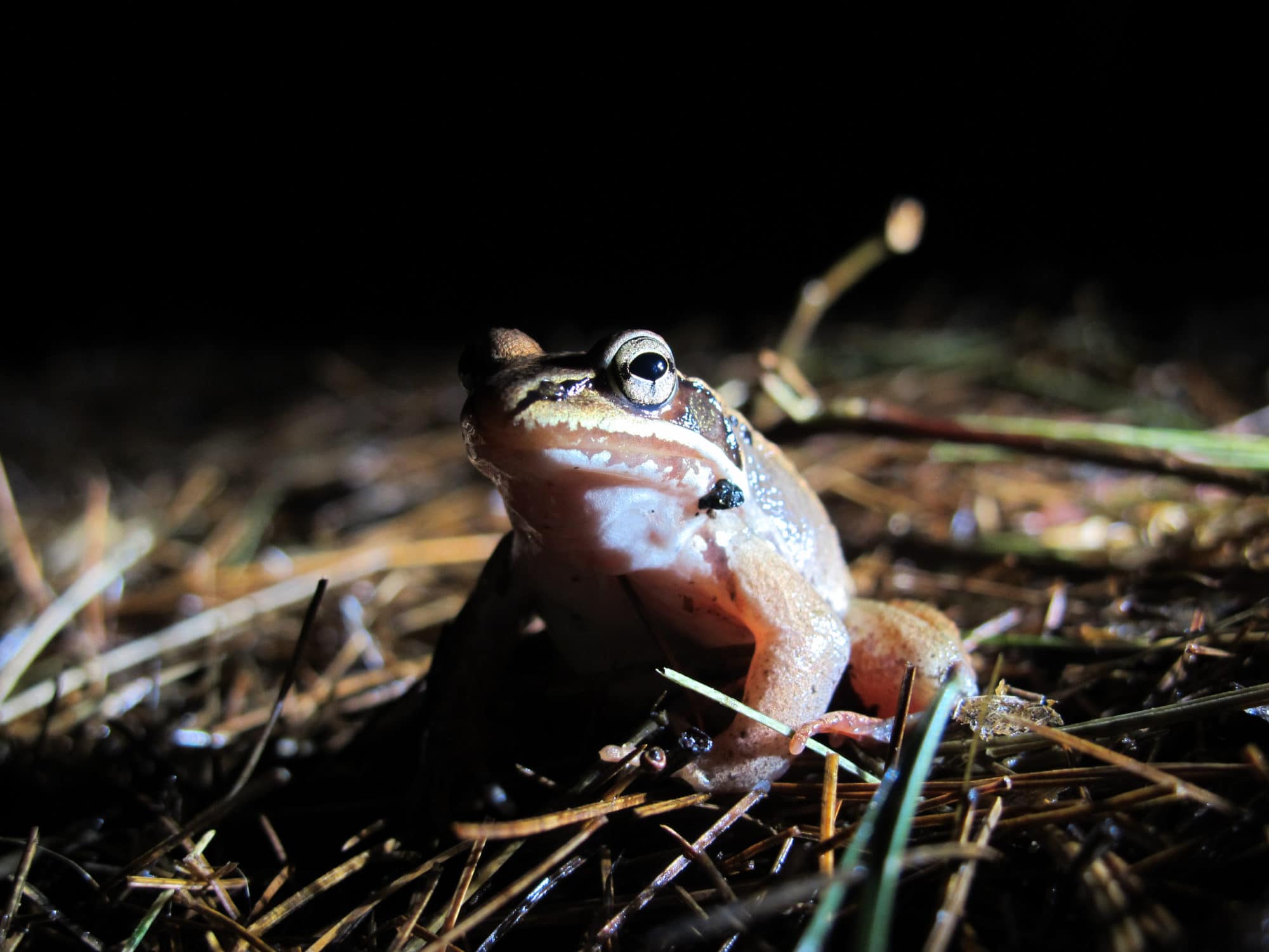 A wood frog pauses among pine needles. (photo © Brett Amy Thelen)