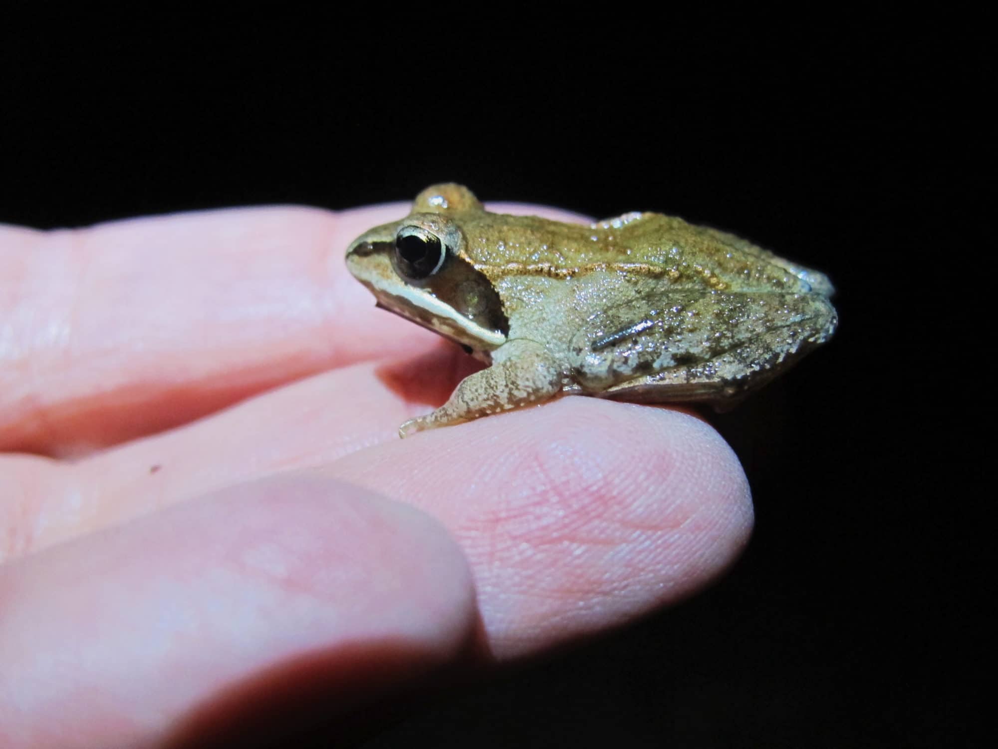 A juvenile wood frog gets a helping hand on May 4. (photo © Brett Amy Thelen)