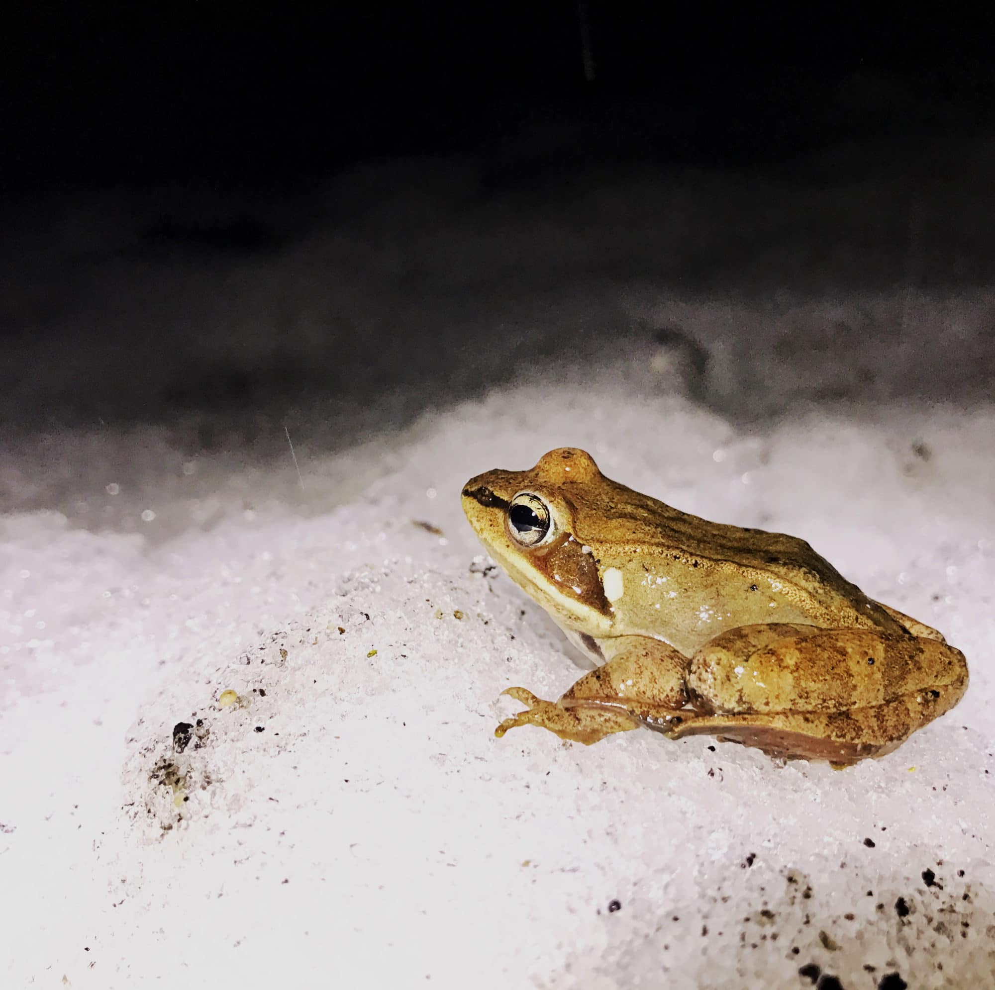 A wood frog pauses on a pile of snow. (photo © Brett Amy Thelen)