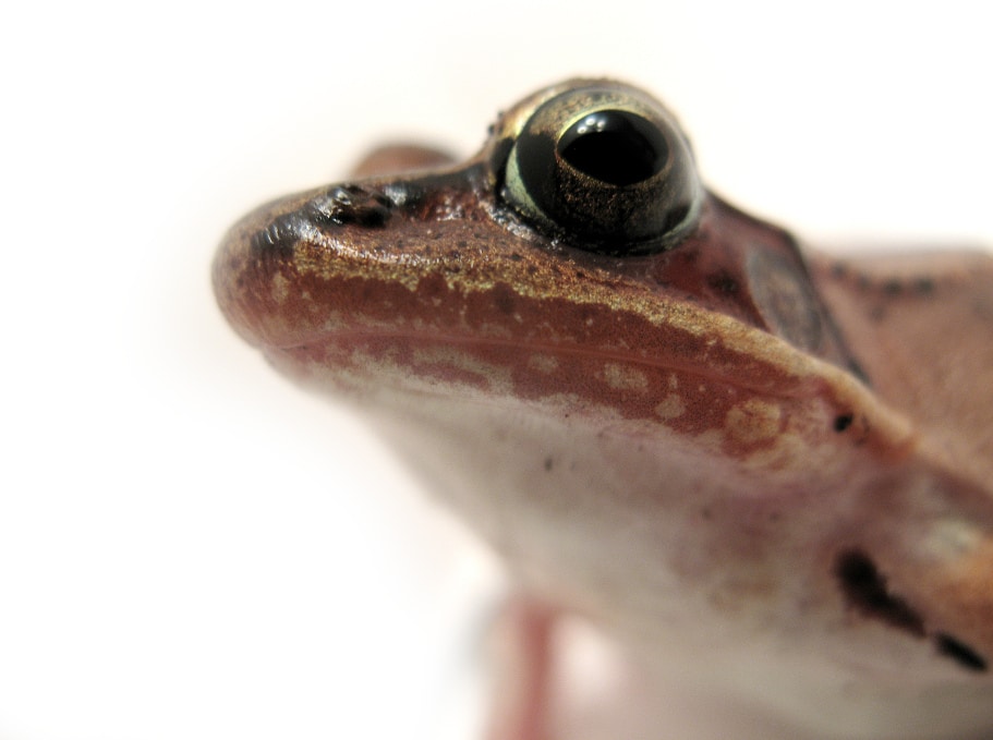 Portrait of a wood frog. (photo © Dave Huth)