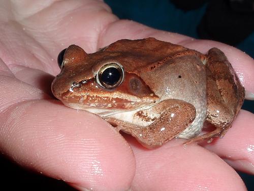 A wood frog rests in someone's hand. (photo © Fred Shirley)