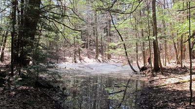 the vernal pool at Horatio Colony Nature Preserve (photo © Russ Cobb)