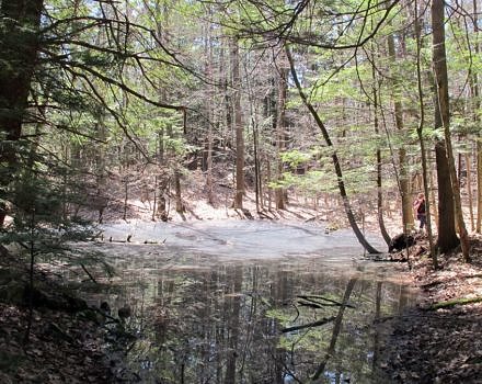 the vernal pool at Horatio Colony Nature Preserve (photo © Russ Cobb)