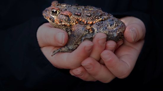Human hands holding a Western Toad. (photo © Toad People)