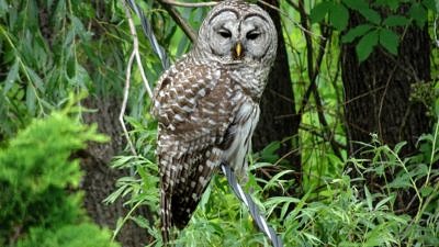 Barred Owl. (photo © Vivienne Strauss)