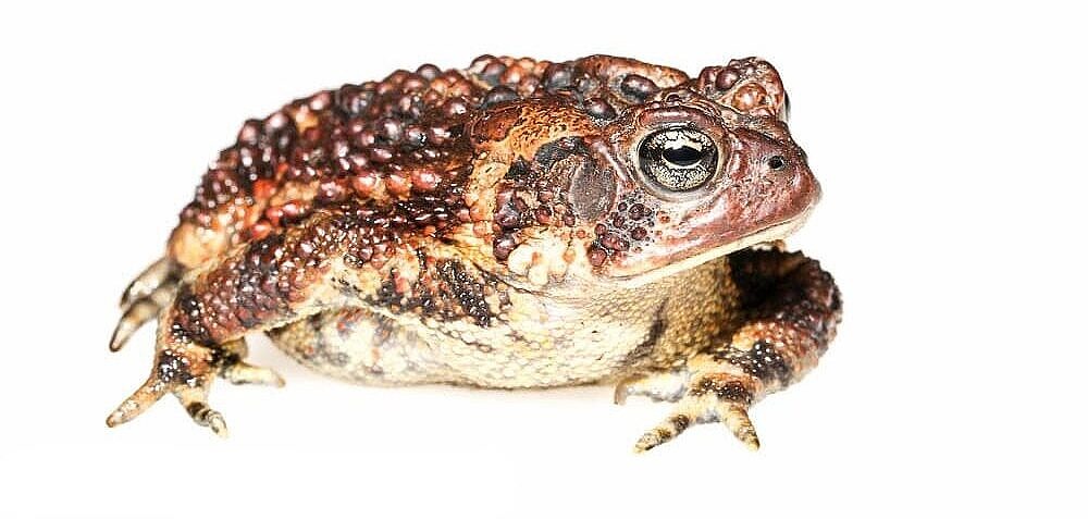 American Toad, photographed against a white background. (photo © Dave Huth)