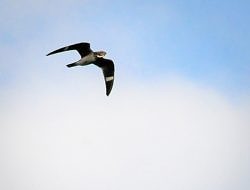A Common Nighthawk in flight. (photo © Gordon F Brown)