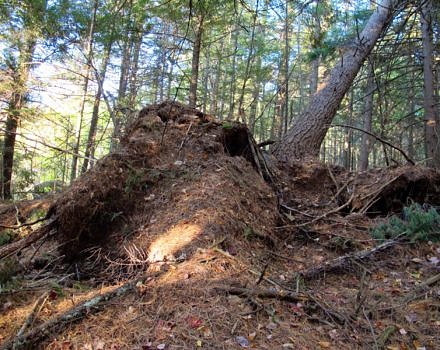 A tip-up mound formed by a blowdown durin the August 2017 microburst at McGreal Forest. (photo © Brett Amy Thelen)