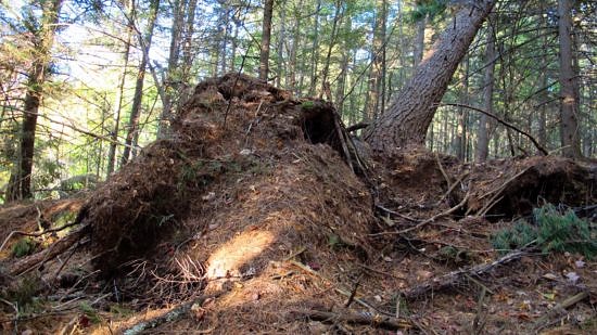 A tip-up mound formed by a blowdown durin the August 2017 microburst at McGreal Forest. (photo © Brett Amy Thelen)