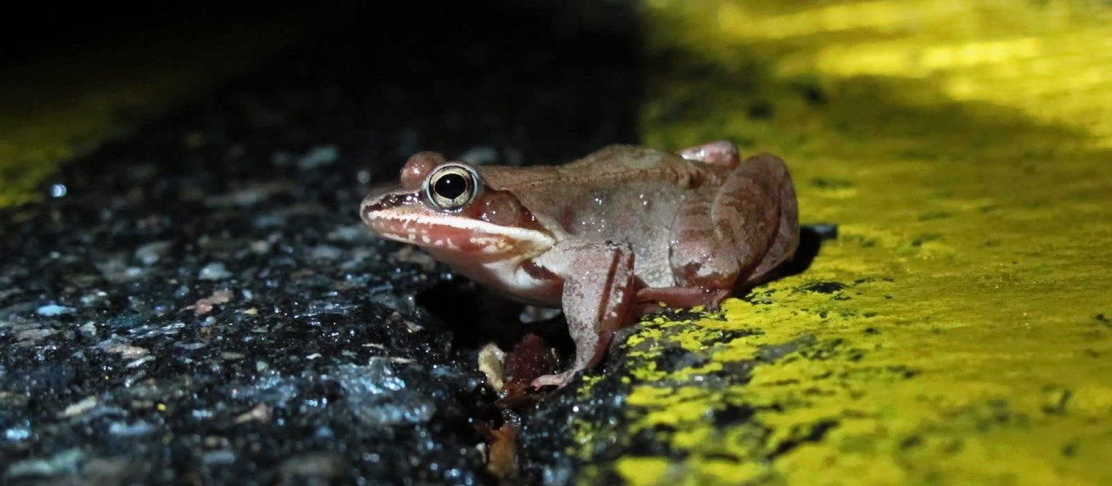 A wood frog makes her way across North Lincoln Street in Keene. This year, she’ll have a little extra help. (photo © Brett Amy Thelen)