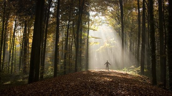 A forest gleams in rays of sunlight. (photo © Martin Gommel)