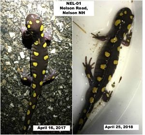 Two pictures of the same spotted salamander, taken two years apart at the same site.