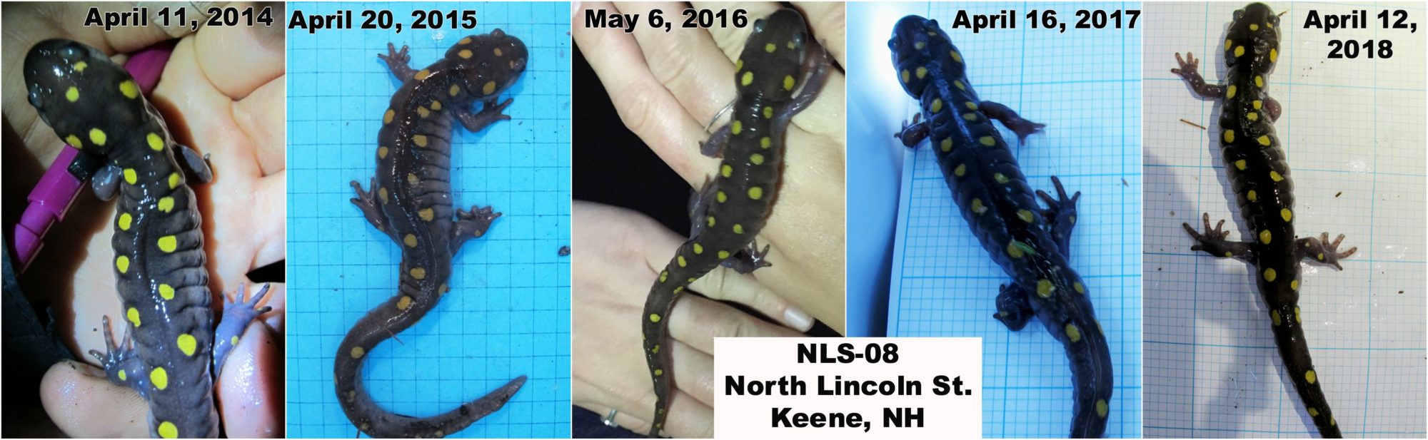 Five pictures of the same spotted salamander, taken in five different years.