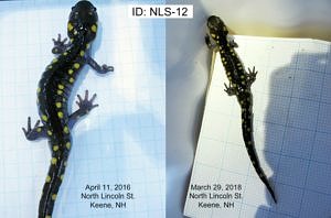 Two photographs of the same spotted salamander, captured two years apart at the North Lincoln Street amphibian road crossing site in Keene.