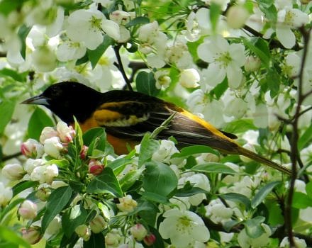 A Baltimore Oriole feasts in a crabapple tree. (photo © Meade Cadot)