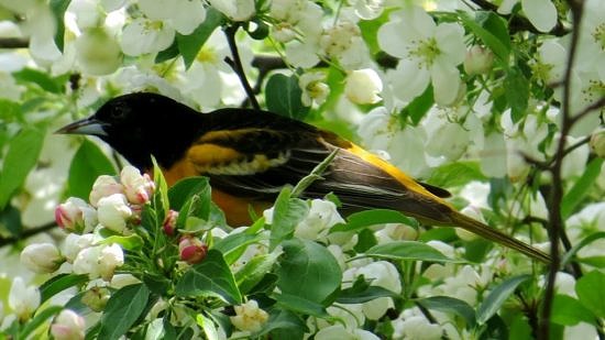 A Baltimore Oriole feasts in a crabapple tree. (photo © Meade Cadot)