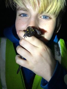 A young Crossing Brigade volunteer poses with a spotted salamander. (photo © Amy Cate)