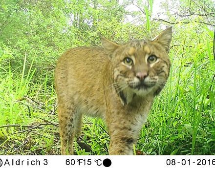 A bobcat, as photographed by a motion-sensored trail camera. (photo © Eric Aldrich)