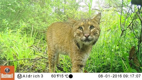 A bobcat, as photographed by a motion-sensored trail camera. (photo © Eric Aldrich)