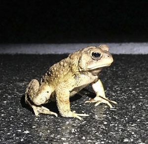 A toad pauses in the middle of North Lincoln Street, Keene, NH. (photo © Brett Amy Thelen)