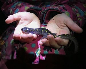 A yoyng girl holds a spotted salamander. (photo © Brett Amy Thelen)
