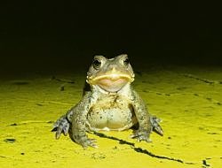 An American toad pauses on top of a speed hump while crossing a road during the spring amphibian migration. (photo © Brett Amy Thelen)