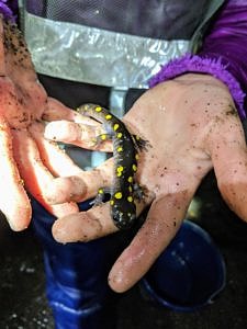 Hands holding a spotted salamander. (photo © Amy Unger)